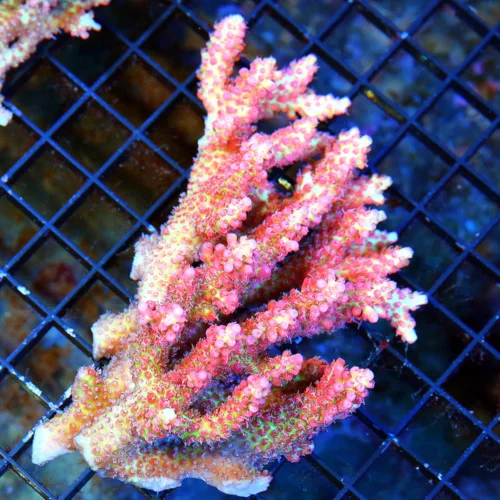 WYSIWYG 6.5x5 XXL SHOWPIECE STUNNING COLOR STRAWBERRY SHORTCAKE AUSSIE ACROPORA-ARRIVE ALIVE GUARANTEE live coral for sale - Extreme Corals