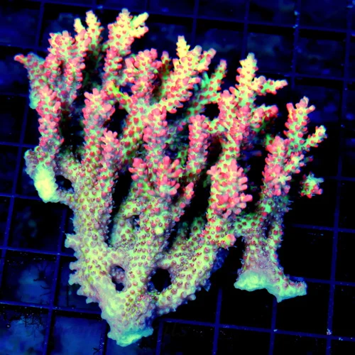 WYSIWYG 5.5X5.5 XXL SHOWPIECE ULTRA GRADE STRAWBERRY SHORTCAKE AUSSIE ACROPORA-ARRIVE ALIVE GUARANTEE live coral for sale - Extreme Corals
