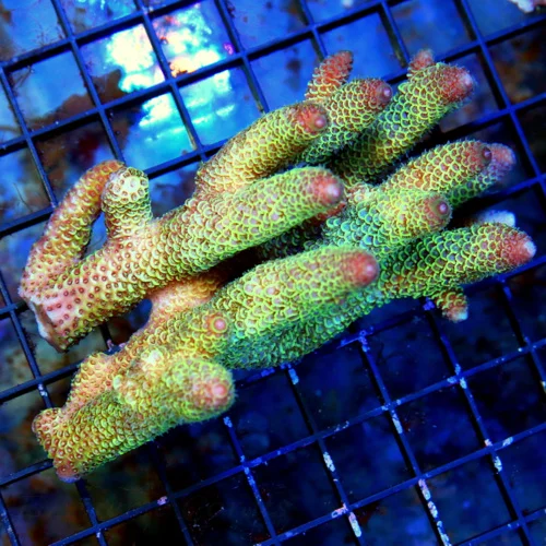 WYSIWYG 6X3.5 XL PURPLE TIPPED NEON GREEN YELLOW BLUE 5 COLORED ACROPORA-ARRIVE ALIVE GUARANTEE live coral for sale - Extreme Corals
