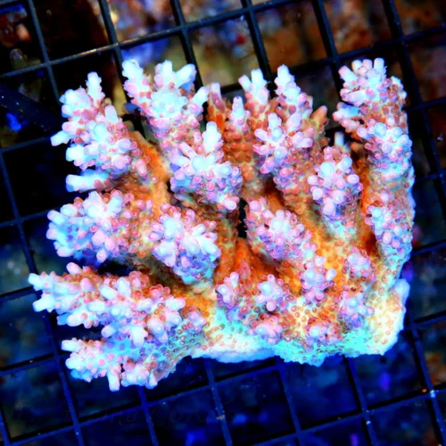WYSIWYG 4.5X4.5 SCOTT'S PICKED SUPER ULTRA COLORED AUSSIE ACROPORA-AWESOME ARRIVE ALIVE GUARANTEE live coral for sale - Extreme Corals