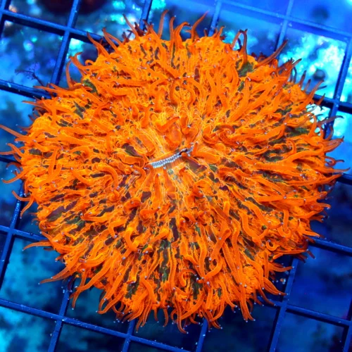 WYSIWYG 4X4 XL HANDPICKED BY SCOTT SUPER SUPER ORANGE PAINTED COLLECTORS ITEM PLATE CORAL-INCREDIBLE live coral for sale - Extreme Corals