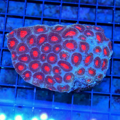 WYSIWYG 4.4X4 OUT OF THIS WORLD SUPER "BLUE" VERY RARE RED EYED ULTRA COLORED FAVIA live coral for sale - Extreme Corals