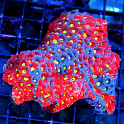 WYSIWYG 5X5 THE VERY NICEST WAR CORAL FAVITES I HAVE SEEN IN MONTHS COLOR IS FABULOUS!! live coral for sale - Extreme Corals