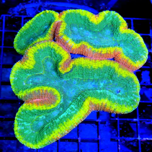 WYSIWYG 7X7 CENTERPIECE GIANT XXL QUAD COLORED ULTRA ULTRA GRADE SUPER SHOW LOBOPHYLLIA-INCREDIBLE live coral for sale - Extreme Corals