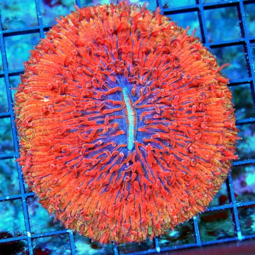 WYSIWYG 4.5X4.5 SCOTT'S PICK OF THE MONTH PEE IN YOUR PANTS AWESOME SUPER MULITCOLORED RED COLLECTORS ITEM live coral for sale - Extreme Corals