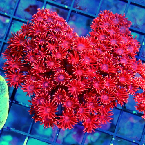 WYSIWYG 4.5X4.5 ULITAMTE CHEERY BOMB RED INDO ULTRA COLORED GONIPORA-WICKED SPECIMEN COLOR IS OUT OF SIGHT live coral for sale - Extreme Corals