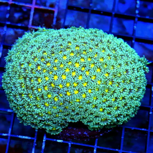WYSIWYG 5X4 ULTRA ULTRA YELLOW EYED SUPER RARE "BLUE GONIOPORA" THIS IS EXTREMELY HARD TO GET HANDS ON!! live coral for sale - Extreme Corals
