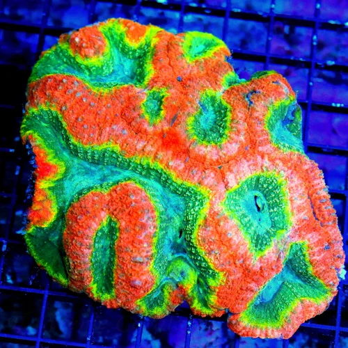 WYSIWYG 5.5X5.5 XXL CENTERPIECE MAKE YOU WANNA SLAP YOUR MOMMA UNREAL CENTERPIECE LOBOPHYLLIA-VERY SPECIAL!! live coral for sale - Extreme Corals