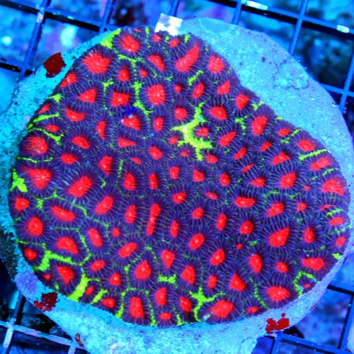 WYSIWYG 4.5X4.5 HANDPICKED BY SCOTT-COLOR IS FABULOUS-THIS IS GOING TO BE A EPIC FAVIA IN ANYONES TANK!! live coral for sale - Extreme Corals