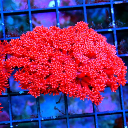 WYSIWYG 4X3 FIREENGINE CHERRY ULTRA COLORED RED INDO SHOWPIECE GONIOPORA-COLOR IS AS GOOD AS YOU WILL EVER S live coral for sale - Extreme Corals