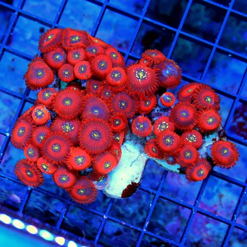 WYSIWYG 4x3 PALYTHOA CORAL - ULTRA GRADE SALTED AGAVE / MAGICIAN PALYTHOA CORAL-I LOVE THIS ONE!! live coral for sale - Extreme Corals