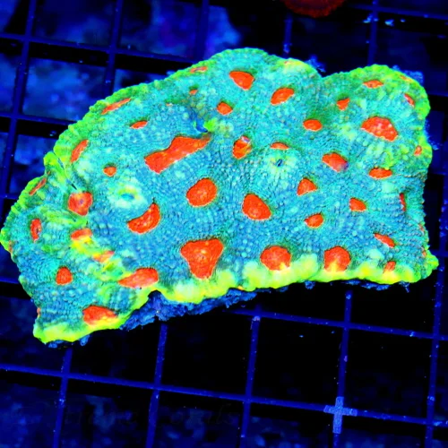WYSIWYG 4.5X3.5 SUPER YELLOW RIMMED ULTRA ORANGE ALIEN EYED VERY VERY RARE BLUE ACANTHASTREA ECHINATA live coral for sale - Extreme Corals