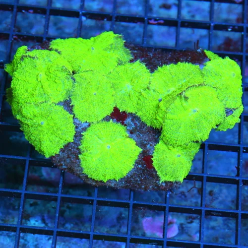 WYSIWYG 5X4 LARG EFULLY COVERED NEON ULTRA GREEN RHODACTIS MUSHROOM COLONY-GREAT SIZE!! live coral for sale - Extreme Corals