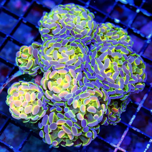 WYSIWYG 5.5X5.5  XL ULTRA BRANCHING HAMMER- VERY INTENSE COLORED "HOLOGRAM HAMMER" live coral for sale - Extreme Corals