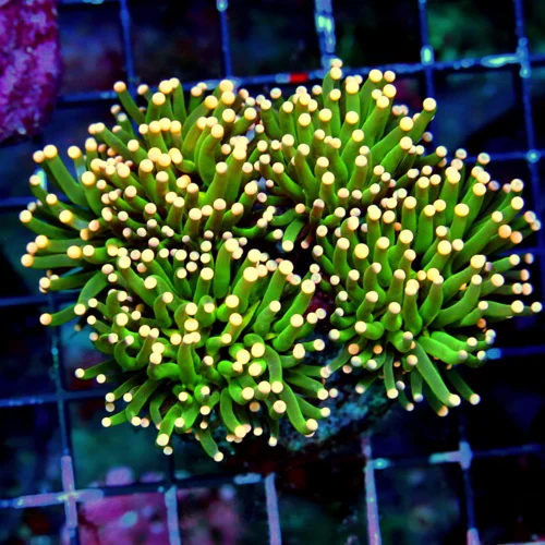 WYSIWYG 5X4 SUPER ORANGE TIPPED FOREST GREEN ULTRA GRADE INDO XL TORCH CORAL-SUPER SPECIAL COLOR!! live coral for sale - Extreme Corals