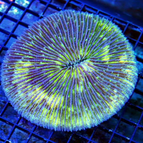 WYSIWYG 6X6 CRAZZZZZZY MULTICOLORED PURPLE AND YELLOW GIANT SHOW FIJI PLATE CORAL live coral for sale - Extreme Corals