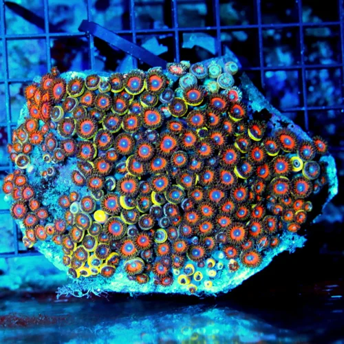 4.5x4 COMBO ZOANTHID CORAL - ULTRA GRADE ULTRA COLORED COMBO ZOANTHID CORAL COLONY ROCK
