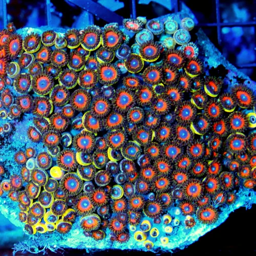 Extreme Corals | 5x4.5 CROWN LEATHER CORAL - SUPER NEON PURPLE