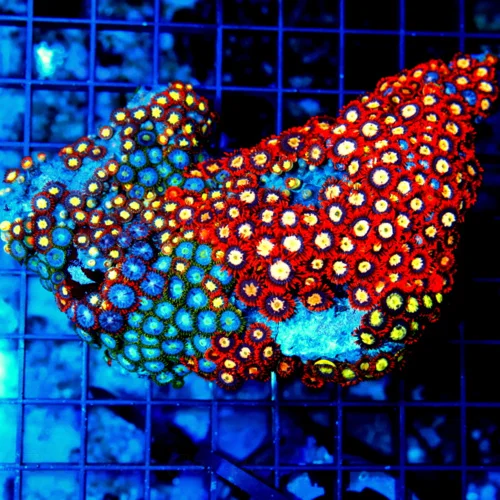 4.5x4 COMBO ZOANTHID CORAL - ULTRA GRADE ULTRA COLORED COMBO ZOANTHID CORAL COLONY ROCK