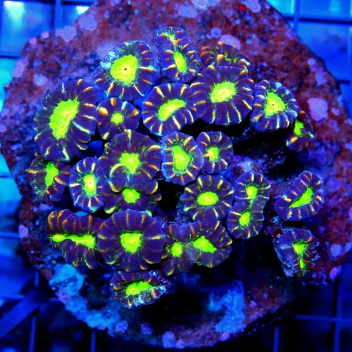 4x4 CANDY CANE CORAL - ULTRA COLORED RARE PURPLE GREEN ALIEN EYED CANDY CANE
