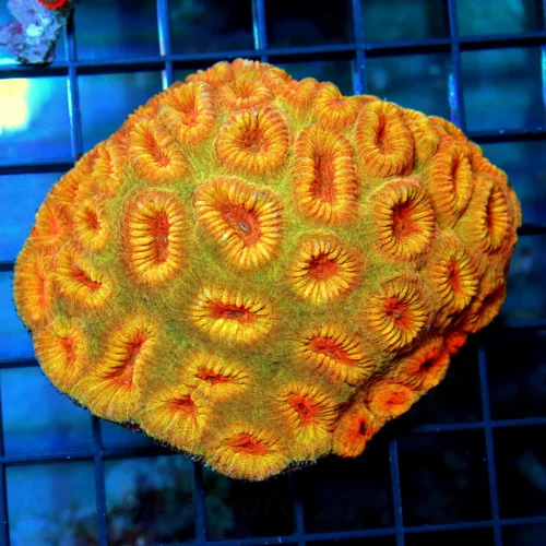 4.5x3.5 FAVIA CORAL - MULTICOLORED ORANGE AND RED FAVIA CORAL