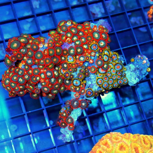 4.5x4 COMBO ZOANTHID CORAL - ULTRA GRADE ULTRA COLORED COMBO ZOANTHID CORAL COLONY ROCK