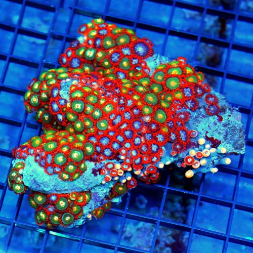 4.5x4.5 COMBO ZOANTHID CORAL - ULTRA GRADE ULTRA COLORED COMBO ZOANTHID CORAL COLONY ROCK