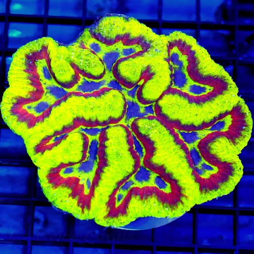 4.5x4.5 LOBOPHYLLIA CORAL - ULTRA ULTRA COLORED HANDPICKED SHOWPIECE LOBOPHYLLIA