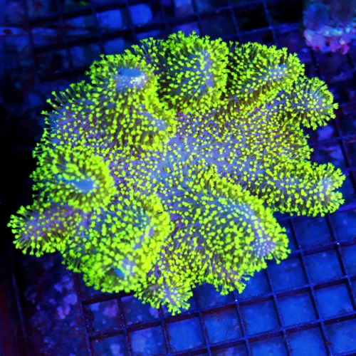 6x5.5 XL CROWN LEATHER CORAL - SUPER PURPLE NEON GREEN CROWN LEATHER CORAL