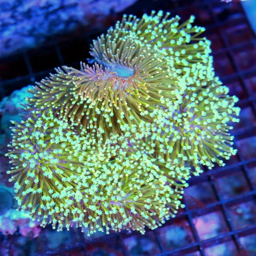 5x5 TOADSTOOL LEATHER CORAL - LONG TENTACLED TOADSTOOL LEATHER CORAL