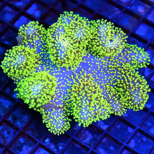 5x5 CROWN LEATHER CORAL - SUPER PURPLE NEON GREEN CROWN LEATHER CORAL