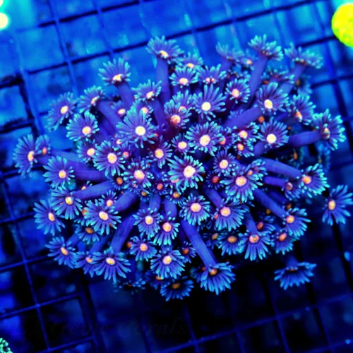 5.5x5.5 GONIOPORA CORAL - OUT OF THIS WORLD HANDPICKED PINK EYED ULTRA COLORED GONIOPORA CORAL