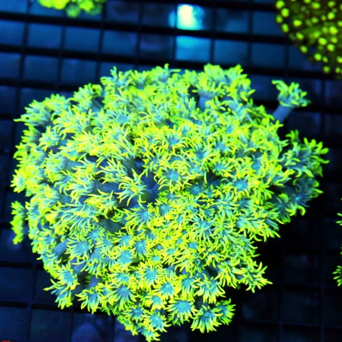 6x6 XL GONIOPORA CORAL - ULTRA COLORED NEON BLUE EYED XL GONIOPORA CORAL