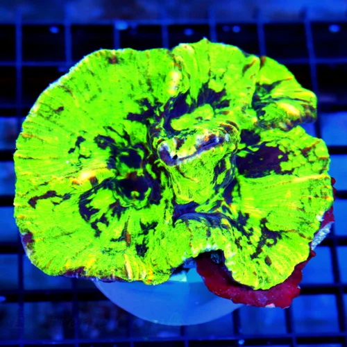 4.5x4.5 PECTINIA CORAL - SUPER NEON GREEN AND PURPLE ULTRA COLORED PECTINIA