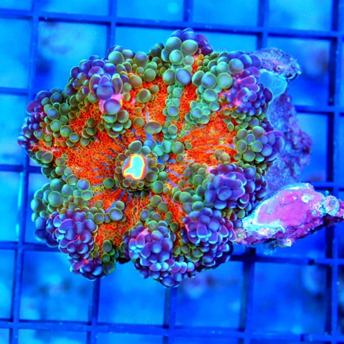 3x3 RICORDIA YUMA MUSHROOM CORAL - ULTRA COLORED SOLOMON ISLAND GIANT RICORDIA YUMA MUSHROOM