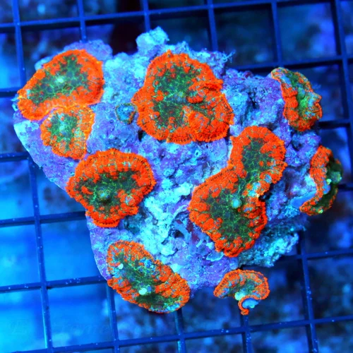 4x3 RHODACTIS MUSHROOM CORAL - FULLY COVERED ULTRA COLORED RHODACTIS MUSHROOM CORAL