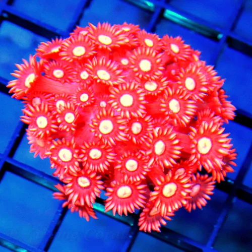 3x3 GONIOPORA CORAL - ULTRA COLORED HANDPICKED SUPER NEON RED GONIOPORA