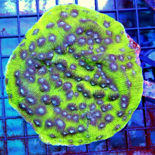 5.5x5.5 CHALICE CORAL - NEON GREEN ULTRA COLORED PURPLE EYED CHALICE CORAL