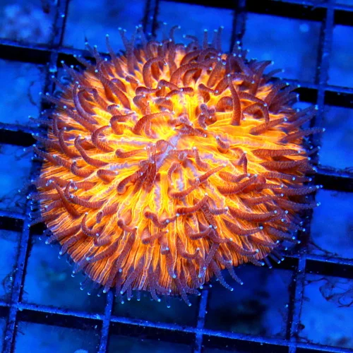 3 PLATE CORAL - SCOTT'S FAVORITE PLATE CORALS - ORANGE HELMET FUNGIA PLATE CORAL