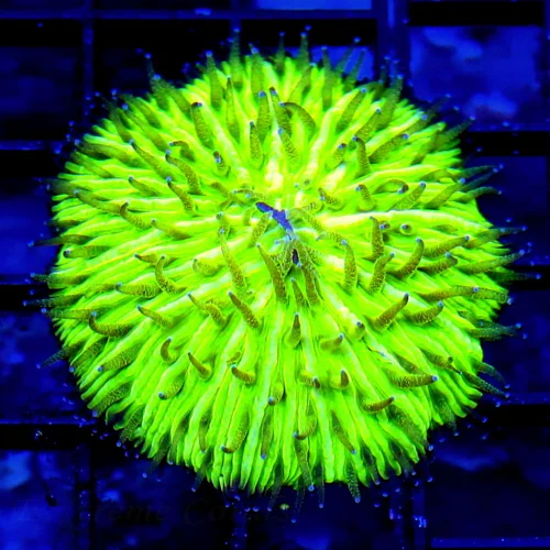 3 PLATE CORAL - SCOTT'S FAVORITE PLATE CORALS - GREEN HELMET FUNGIA PLATE CORAL
