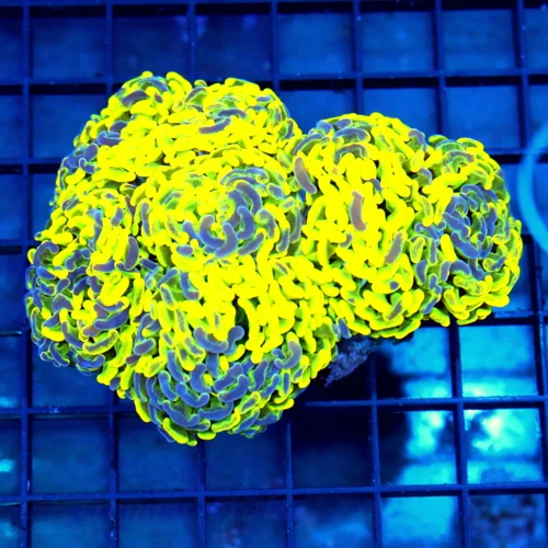 5.5x4.5 BRANCHING HAMMER CORAL - NEON YELLOW PURPLE SPLASHED HAMMER CORAL