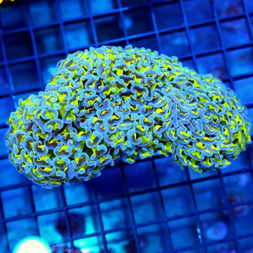 5.5x4 HAMMER CORAL - NEON NEON BLUE TIPPED ULTRA YELLOW HAMMER CORAL
