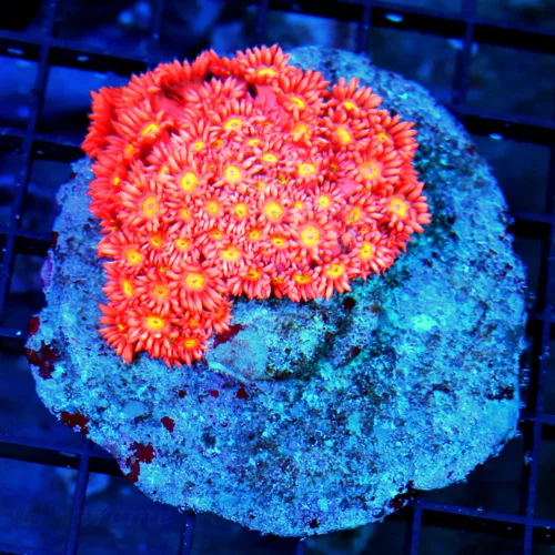 3.5x3.5 GONIOPORA CORAL - ULTRA COLORED RED YELLOW EYED GONIOPORA CORAL