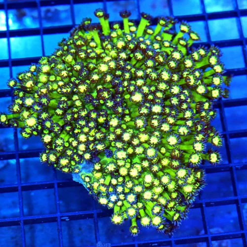 5.5x5.5 GONIOPORA CORAL - ULTRA COLORED YELLOW AND GREEN GONIOPORA CORAL
