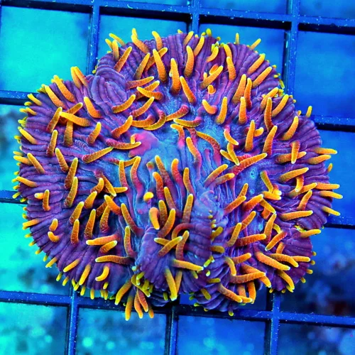 3 PLATE CORAL - SUPER SUPER PURPLE AND RED HUCKLEBERRY PLATE CORAL