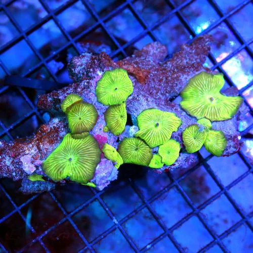 5x3.5 DISCOSOMA  MUSHROOM CORAL - BEAUTIFUL NEON GREEN FULLY COVERED DISCOSOMA MUSHROOM CORAL
