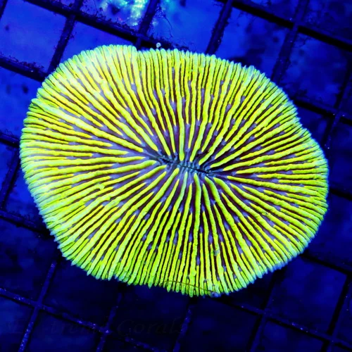 3 PLATE CORAL - CRAZY YELLOW AND PURPLE MOUTH FUNGIA PLATE CORAL