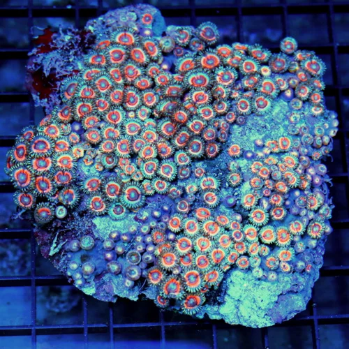 4.5x4.5 ZOANTHID CORAL - HANDPICKED BEAUTIFUL NEON MULTICOLORED ZOANTHID CORAL