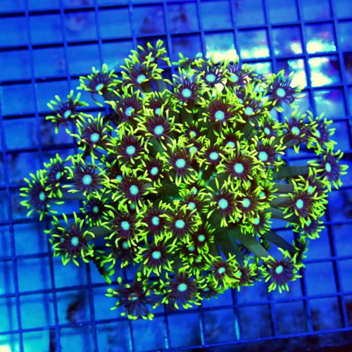 5.5x5.5 GONIOPORA CORAL - GLOWING BLUE JEWELED EYED NEON GREEN GONIOPORA CORAL