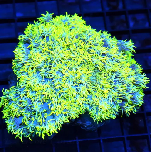 5.5x5.5 GONIOPORA CORAL - OUT OF THIS WORLD NEON HIGHLIGHTER YELLOW AND PURPLE ULTRA COLORED GONIOPO